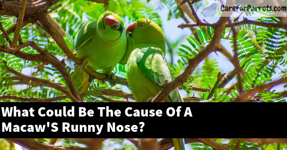 What Could Be The Cause Of A Macaw'S Runny Nose?