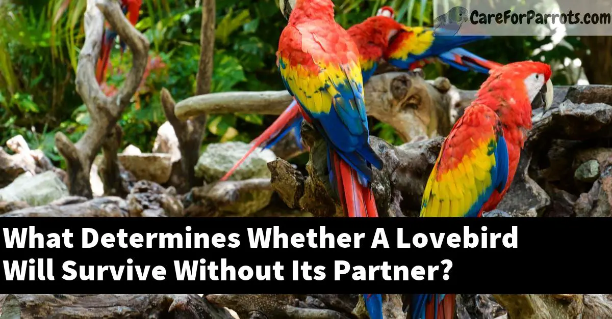 What Determines Whether A Lovebird Will Survive Without Its Partner?