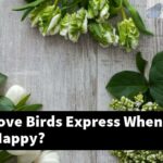 What Do Love Birds Express When They Are Happy?