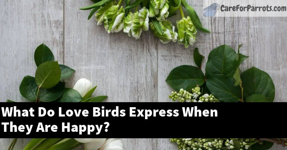 What Do Love Birds Express When They Are Happy?