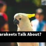 What Do Parakeets Talk About?