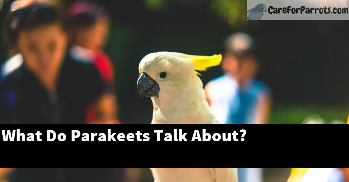 What Do Parakeets Talk About?