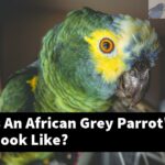 What Does An African Grey Parrot'S Feathers Look Like?