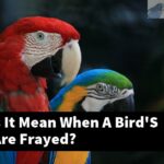 What Does It Mean When A Bird'S Feathers Are Frayed?