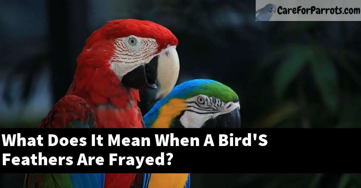 What Does It Mean When A Bird'S Feathers Are Frayed?