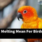 What Does Molting Mean For Birds?