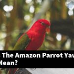 What Does The Amazon Parrot Yawning Behavior Mean?