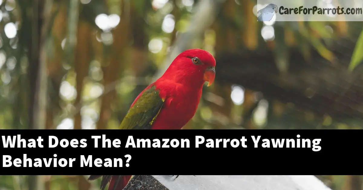 What Does The Amazon Parrot Yawning Behavior Mean?