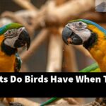 What Habits Do Birds Have When They Sleep?