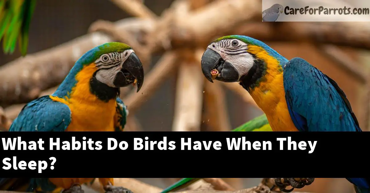 What Habits Do Birds Have When They Sleep?