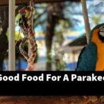 What Is A Good Food For A Parakeet?