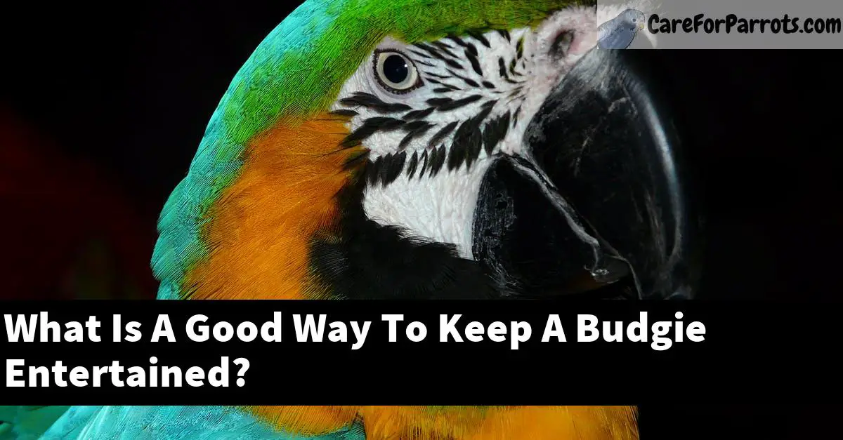 What Is A Good Way To Keep A Budgie Entertained?