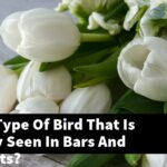 What Is A Type Of Bird That Is Commonly Seen In Bars And Restaurants?