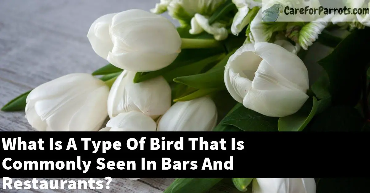 What Is A Type Of Bird That Is Commonly Seen In Bars And Restaurants?