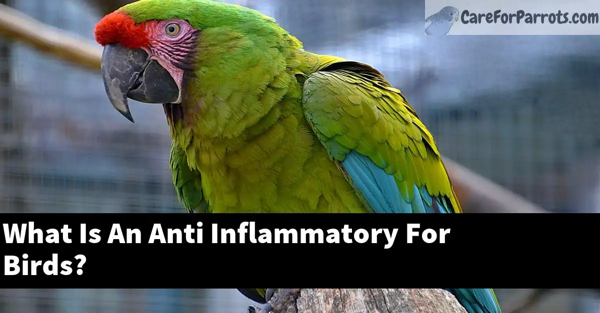What Is An Anti Inflammatory For Birds?