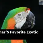 What Is Omar'S Favorite Exotic Bird?