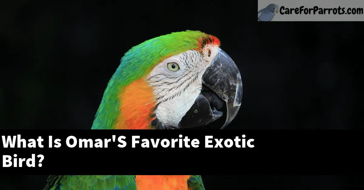 What Is Omar'S Favorite Exotic Bird?