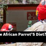 What Is The African Parrot'S Diet?