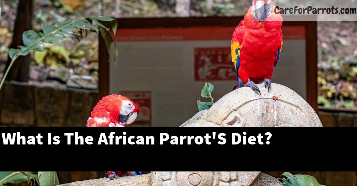 What Is The African Parrot'S Diet?