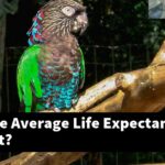 What Is The Average Life Expectancy Of A Parrot?