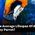 What Is The Average Lifespan Of An African Grey Parrot?