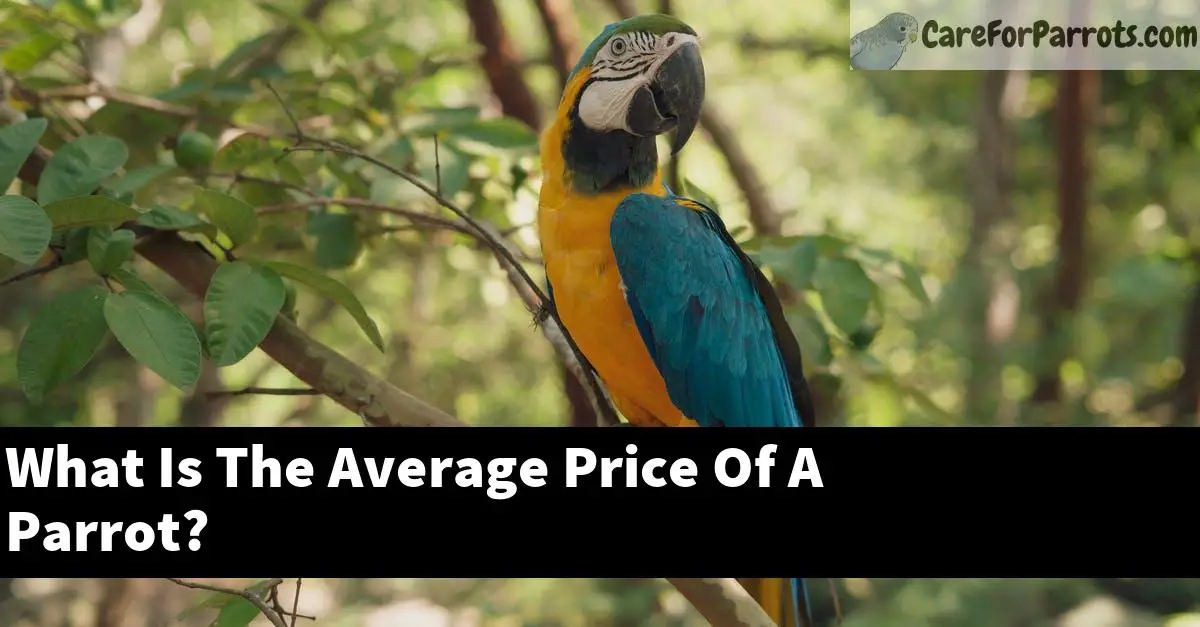 What Is The Average Price Of A Parrot?