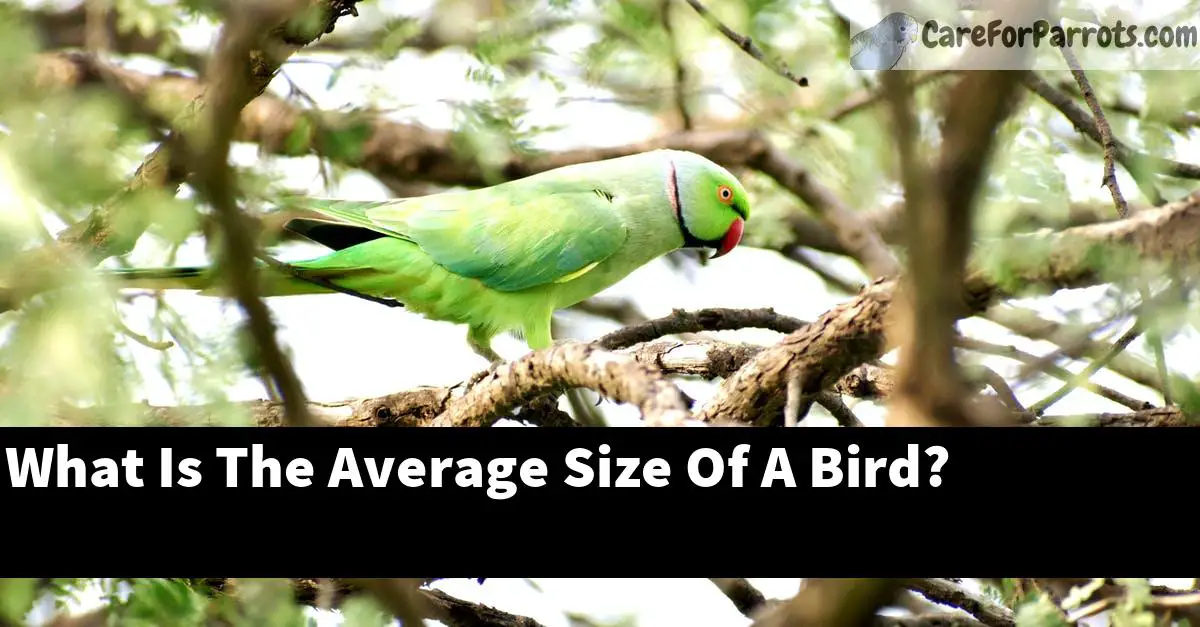 What Is The Average Size Of A Bird?