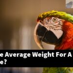 What Is The Average Weight For A Sun Conure?