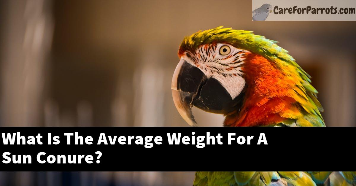 What Is The Average Weight For A Sun Conure?