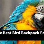What Is The Best Bird Backpack For Travel?