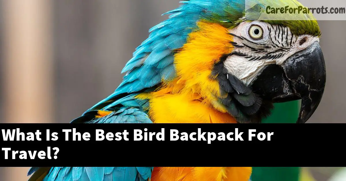 What Is The Best Bird Backpack For Travel?