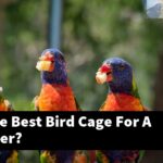 What Is The Best Bird Cage For A Woodpecker?