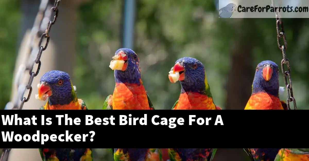What Is The Best Bird Cage For A Woodpecker?