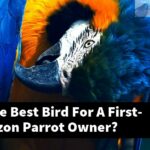 What Is The Best Bird For A First-Time Amazon Parrot Owner?