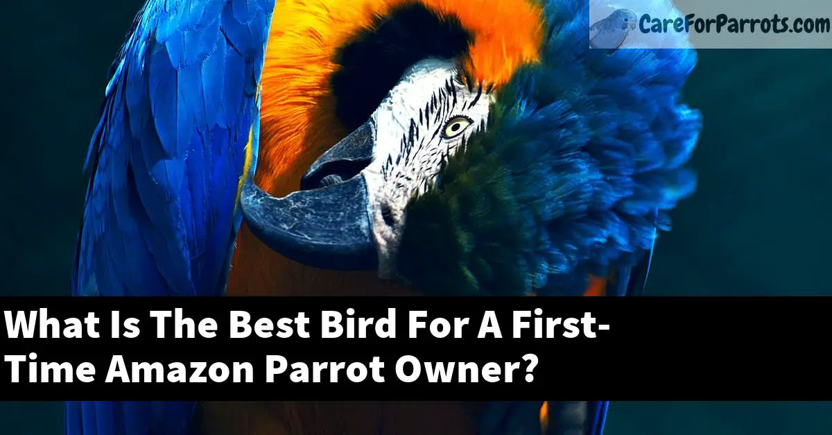 What Is The Best Bird For A First-Time Amazon Parrot Owner?