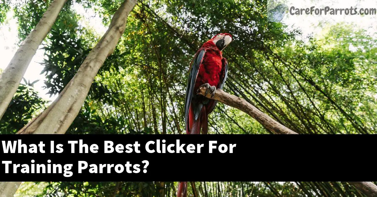 What Is The Best Clicker For Training Parrots?