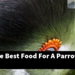 What Is The Best Food For A Parrot?