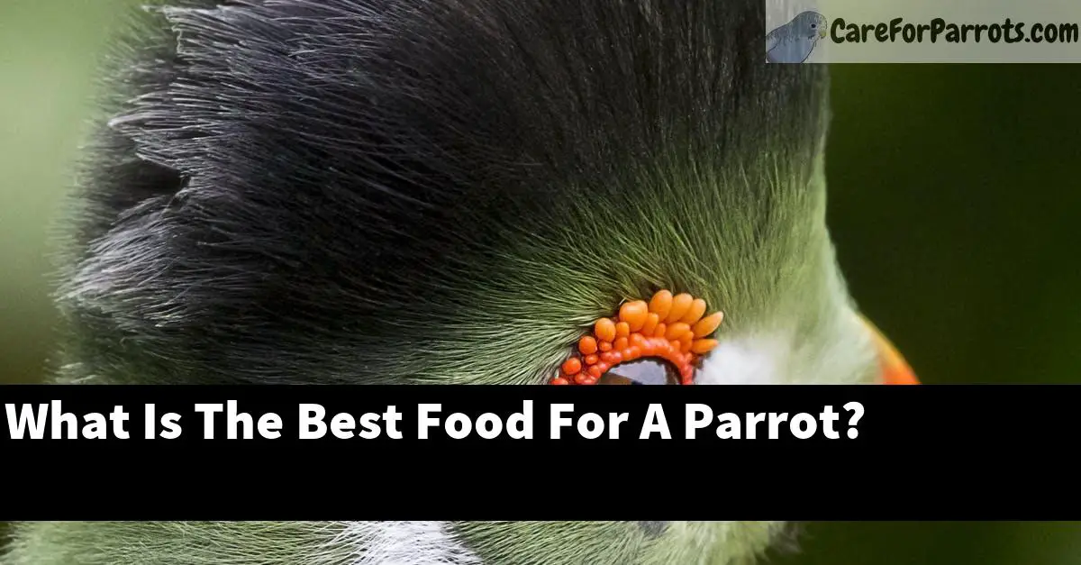 What Is The Best Food For A Parrot?