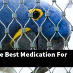 What Is The Best Medication For Birds?