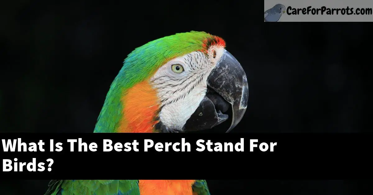 What Is The Best Perch Stand For Birds?