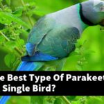 What Is The Best Type Of Parakeet Cage For A Single Bird?