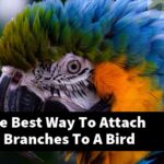 What Is The Best Way To Attach Manzanita Branches To A Bird Feeder?