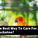 What Is The Best Way To Care For A Plucked Cockatoo?