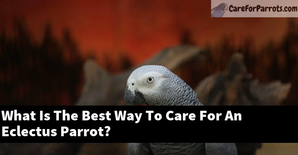 What Is The Best Way To Care For An Eclectus Parrot?