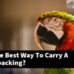 What Is The Best Way To Carry A Bird Backpacking?