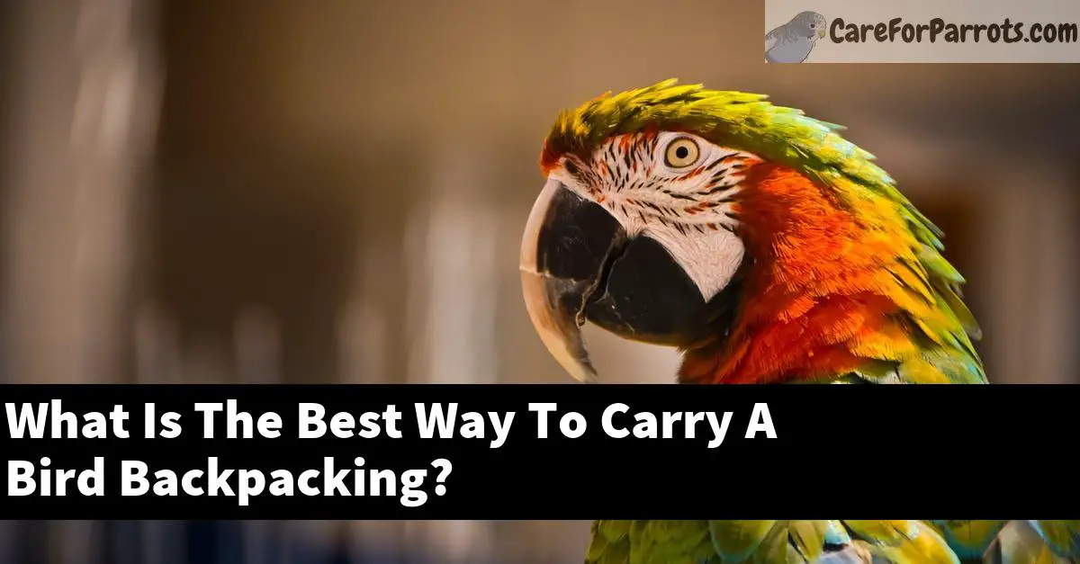What Is The Best Way To Carry A Bird Backpacking?
