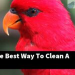 What Is The Best Way To Clean A Parakeet?