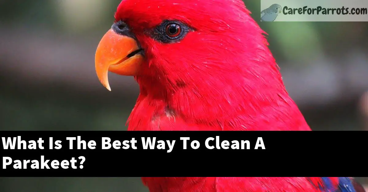 What Is The Best Way To Clean A Parakeet?