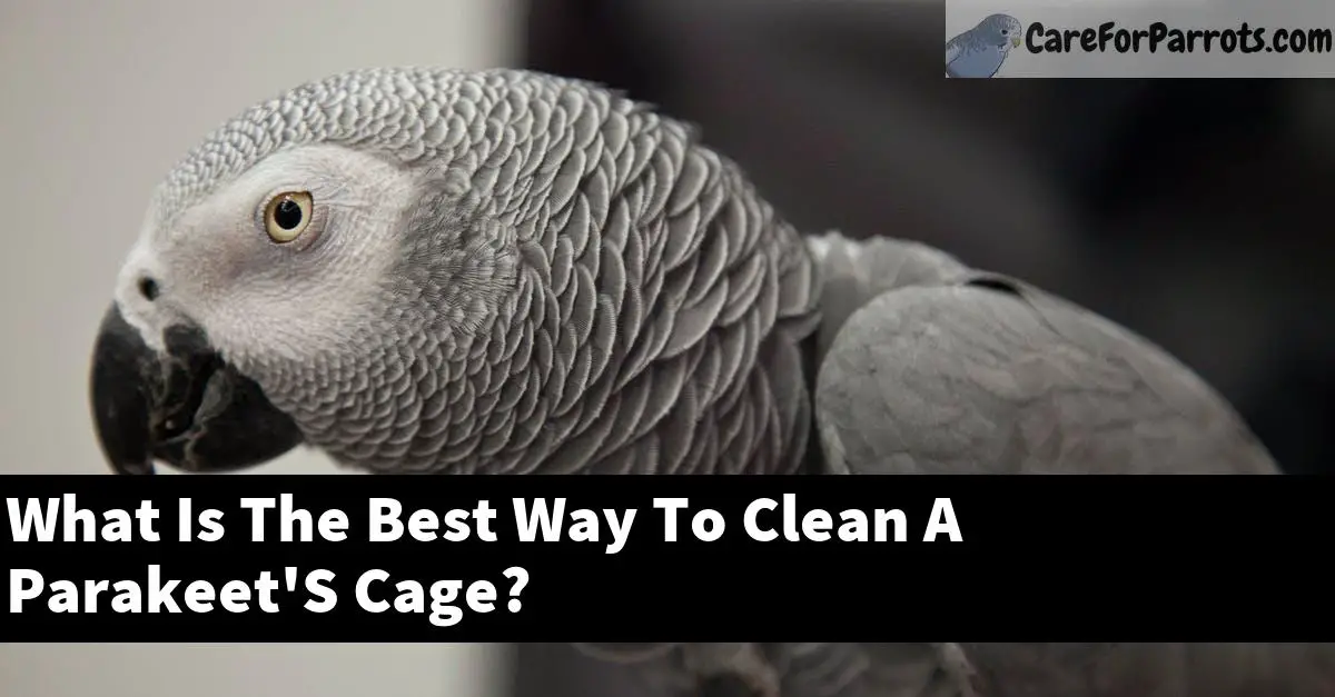 What Is The Best Way To Clean A Parakeet'S Cage?