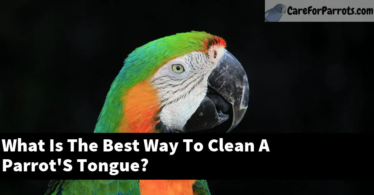 What Is The Best Way To Clean A Parrot'S Tongue?